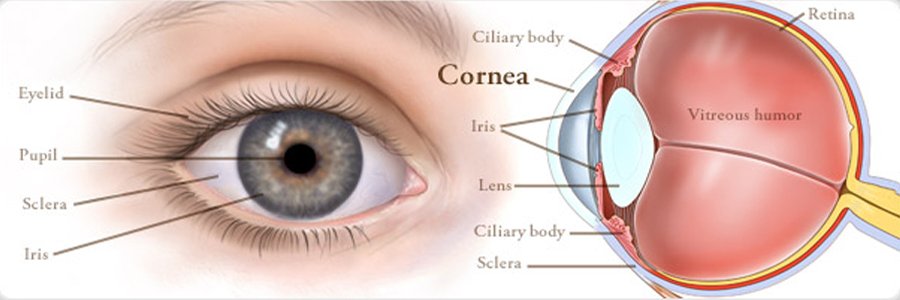 Retina